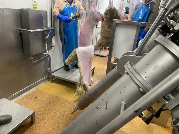 after sock puller1 after sock puller1