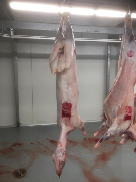 fat tail sheep fat tail sheep